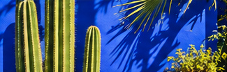 Cacti against a cobalt wall
