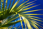 Palm leaves against blue