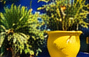Garden foliage and a yellow pot