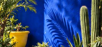 Cacti and yellow planters against a Majorelle blue wall